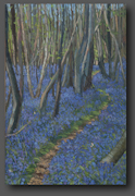 Bluebells in the woods 70x50cm